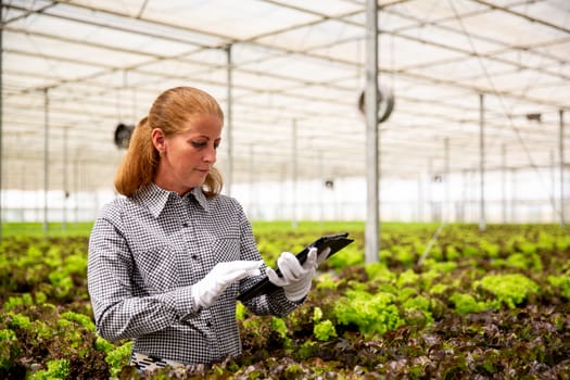Working woman taps something on a tablet near a salad plantation. Modern greenhouse