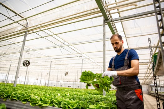 Bottom view with a young worker holding hands. Fresh salad plant
