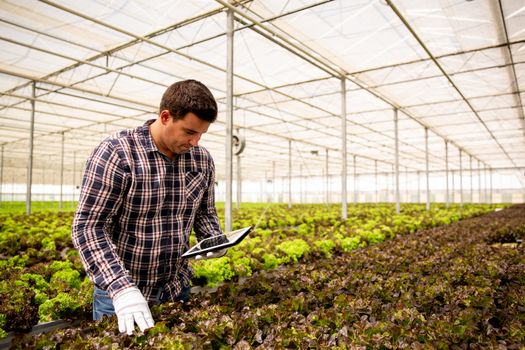 Man worker researches salad plants with tablet in hand. Modern greenhouse