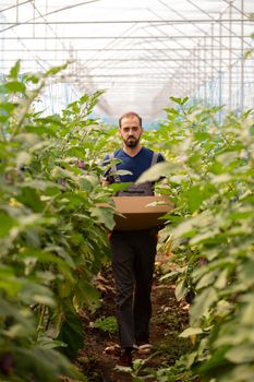 Worker going with the crate among the eggplant plants. Organic harvest