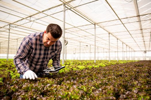 Greenhouse worker studying salad plants. Tablet in hand