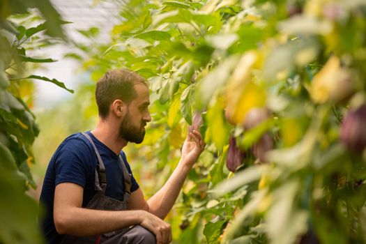 The worker who collects fresh eggplants from the greenhouse. Agriculture and farming