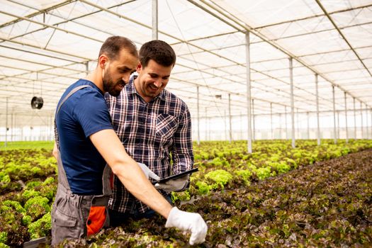 Two researchers monitor the condition of salad plants with tablet in hand. Modern greenhouse