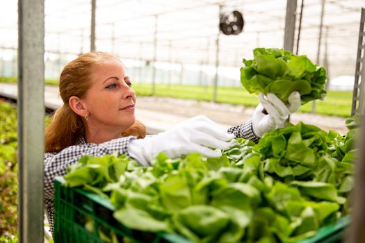 Working woman admires a salad plant while she puts it in the basket. Fresh salat