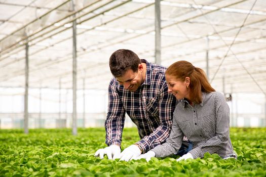 Two agronomist engineer controls the quality of the salad plantation.Greenhouse background