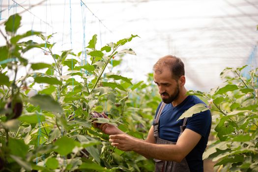 The worker studies the eggplant plants before harvesting. Greenhouse background