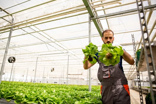 Worker working in the greenhouse near a salad plantation. Fresh salad