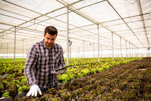 Male agronomist with tablet in hand that follows how salad grows. Greenhouse and salad plants