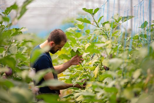The worker analyzes the eggplant plants before harvesting. Organic agriculture