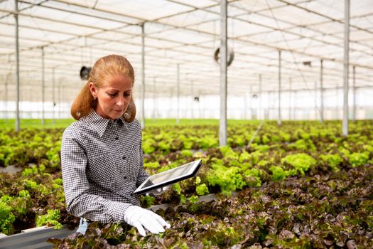 Female agronomist analyzing salad plants. Modern greenhouse