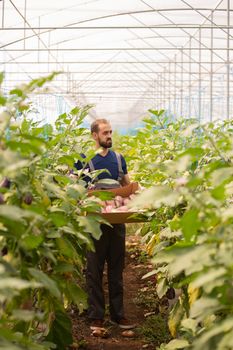 The worker stands with a box of eggplants in his hand after finishing the harvest. Greenhouse background