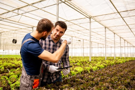 Two researchers discuss salad plants and gesticulate. Greenhouse and tablet