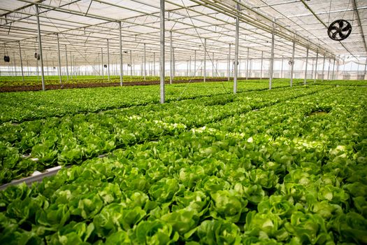 Greenhouse with modern technology for growing ogranic green salad ready for harvesting.