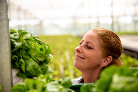 Portrait of a smiling working woman looking at a salad plant. Modern greenhouse background