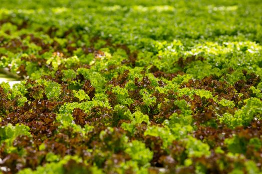 Organic green salad in a greenhouse with modern technology. Attractive salad