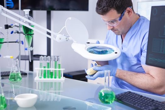 Young caucasian male scientist in lab injecting liquid in corn for agriculture testing. Test tubes with green solutions.
