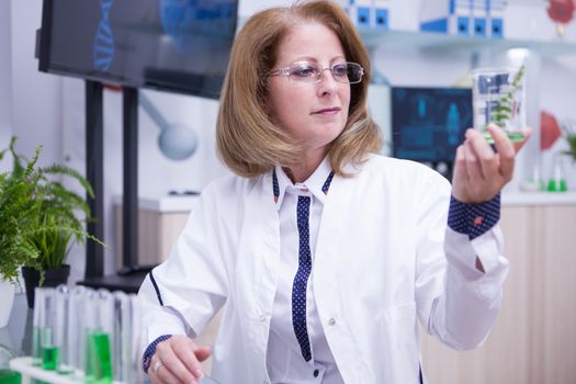 Middle age scientis woman holding a sample of green plant in a test tube. Research lab.