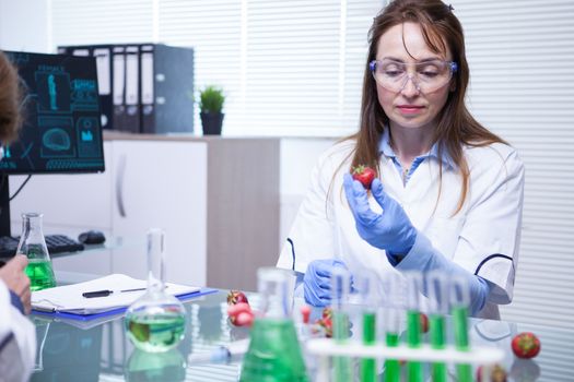 Middle age female doing Strawberry fruit research in laboratory. Food Processing and Quality Control.