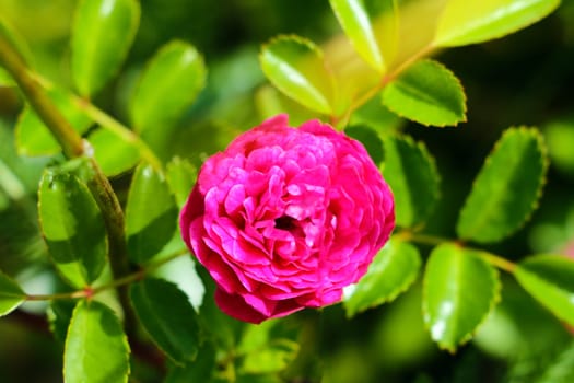 Red Roses on a bush in a garden. Nature. Spring. Valentine's Day, mothers Day