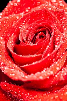 Single beautiful red rose with raindrops over black background. Romantic symbol.
