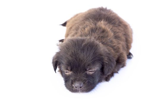Closeup cute new born puppy black color isolated on white background, pet health care concept, selective focus