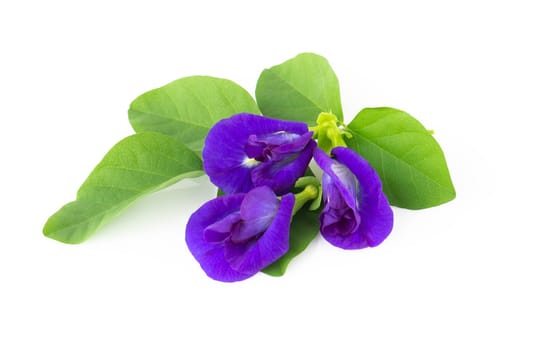 Butterfly pea flower on white background, herb and medical concept