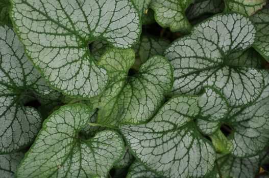 Elephant ears plant leaves