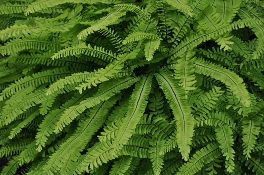 Young fern growth