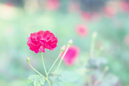 Closeup beautiful red rose branch in the garden with vintage tone color, selective focus