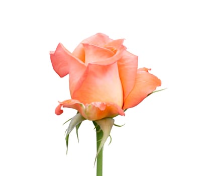 Beautiful sweet orange rose bud flower isolated on white background, love and romantic concept