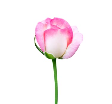 Beautiful sweet pink rose bud flower isolated on white background, love and romantic concept