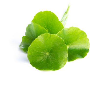 Closeup leaf of Gotu kola, Asiatic pennywort, Indian pennywort on white background, herb and medical concept