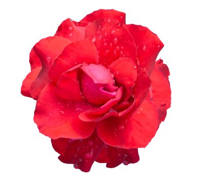 Fresh red rose flower isolated on white background with water drop