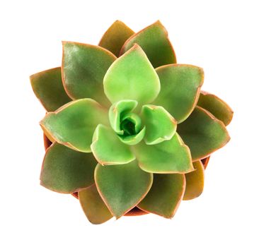 Top view green succulent cactus in pot isolate on white background, decoration concept