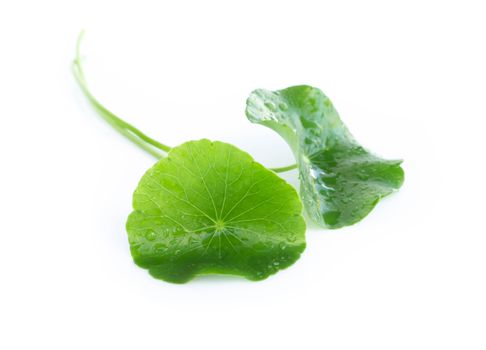 Closeup leaf of Gotu kola, Asiatic pennywort, Indian pennywort on white background, herb and medical concept