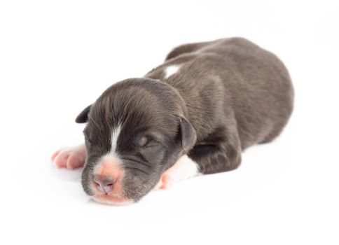 Closeup cute new born puppy black color isolated on white background, pet health care concept, selective focus