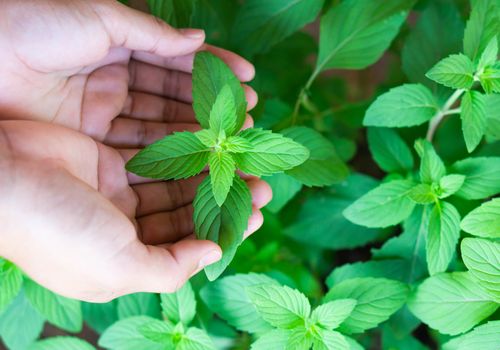 Closeup woman hand holding fresh pepper mint in pot, herb and health care concept