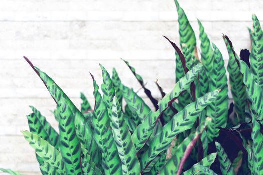 Closeup tropical leaf with concrete wall background with copy space