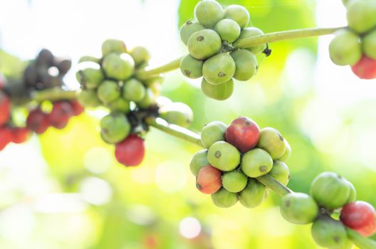 Closeup beautiful ripe and green coffee been on branch with light at noon, selective focus