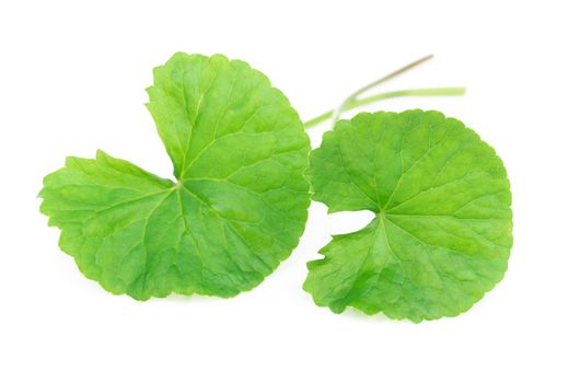 Closeup leaf of Gotu kola, Asiatic pennywort, Indian pennywort on white background, herb and medical concept