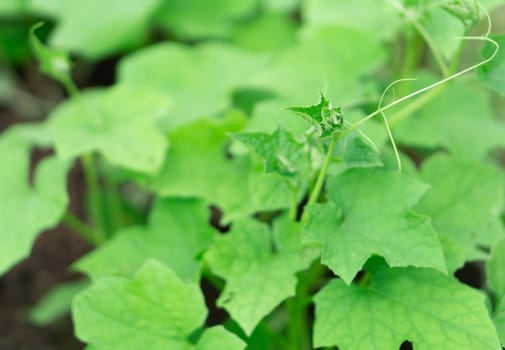 Closeup green soft peak vegetable, selective focus