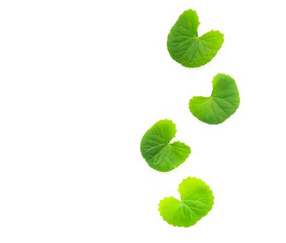 Closeup leaf of Gotu kola, Asiatic pennywort, Indian pennywort on white background, herb and medical concept