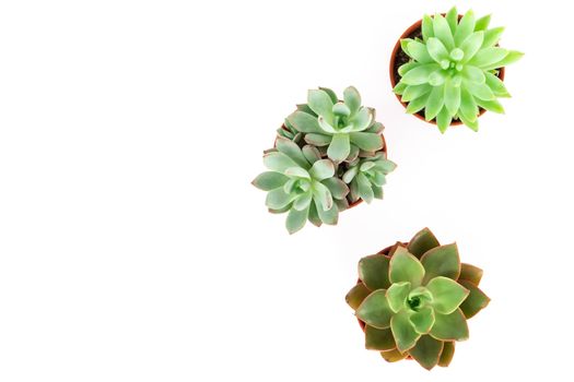 Top view green succulent cactus in pot isolate on white background, decoration concept