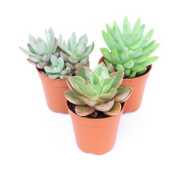 Green succulent cactus in pot isolate on white background, decoration concept