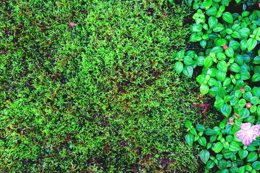 Beautiful green moss and grass nature background texture, vintage tone