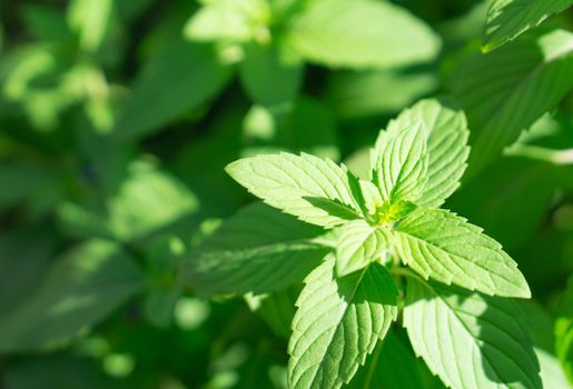 Closeup fresh mint with sun light, herb and medical concept, selective focus