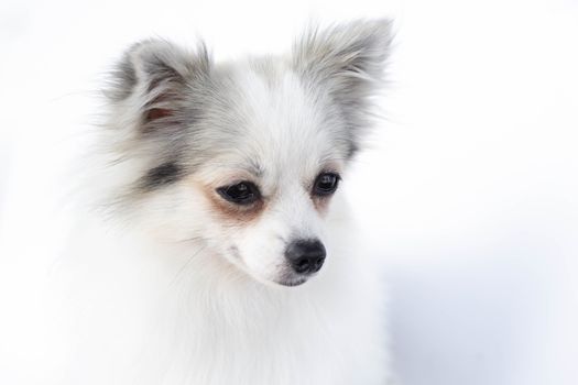 Closeup face of puppy pomeranian looking at something with white background, dog healthy concept, selective focus