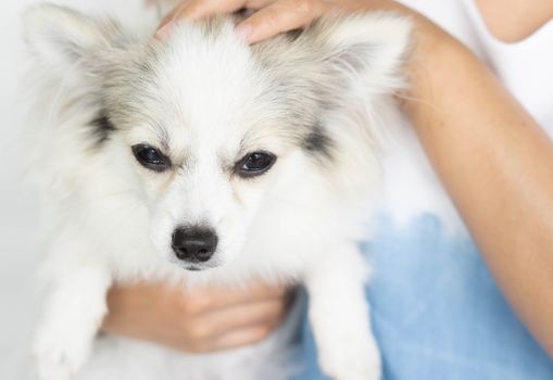 Closeup cute pomeranian dog in woman hand holding