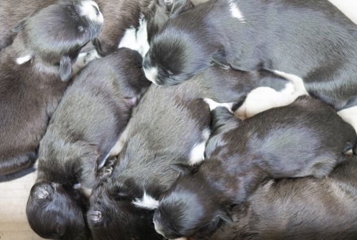 Closeup top view cute new born puppy dog black color sleeping, pet health care concept, selective focus