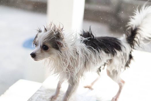 Closeup pomeranian dog flicking water after take a bath with sun light vintange tone, selective focus